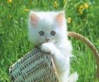 Cute λευκό γατάκι
